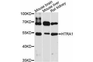 Western blot analysis of extracts of various cell lines, using HTRA1 antibody (ABIN5997944) at 1:3000 dilution. (HTRA1 anticorps)