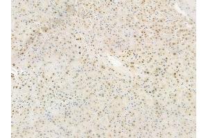 ABIN6254903 and ABIN6267564 at 1/100 staining human normal liver tissue by IHC-P. (Histone H4 anticorps  (acLys5))