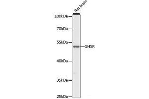 Western blot analysis of extracts of Rat brain using GHSR Polyclonal Antibody at dilution of 1:1000. (GHSR anticorps)
