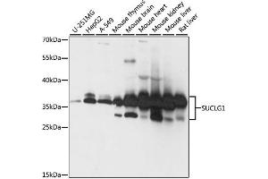 Western blot analysis of extracts of various cell lines, using SUCLG1 antibody. (SUCLG1 anticorps)