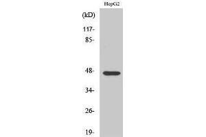 Western Blotting (WB) image for anti-A Kinase (PRKA) Anchor Protein 5 (AKAP5) (N-Term) antibody (ABIN3173730) (AKAP5 anticorps  (N-Term))
