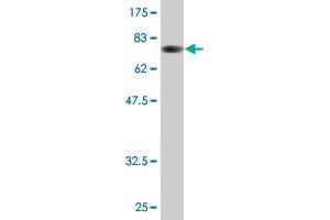 Western Blot detection against Immunogen (80.