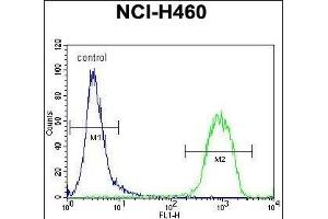 RAD54 Antibody (C-term) (ABIN655910 and ABIN2845309) flow cytometric analysis of NCI- cells (right histogram) compared to a negative control cell (left histogram). (ATRX anticorps  (C-Term))