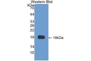 Western Blotting (WB) image for anti-Granulin (GRN) (AA 21-120) antibody (ABIN1175737) (Granulin anticorps  (AA 21-120))
