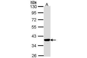 WB Image Sample (30 ug of whole cell lysate) A: Hep G2 , 10% SDS PAGE antibody diluted at 1:1000 (TP53I3 anticorps)