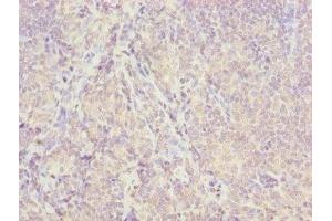 Immunohistochemistry of paraffin-embedded human tonsil tissue using ABIN7157054 at dilution of 1:100