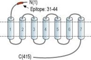 Representative domain view of the target of ABIN7884900.