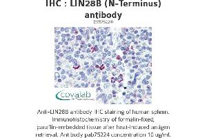 Image no. 2 for anti-Lin-28 Homolog B (LIN28B) (N-Term) antibody (ABIN2852407) (LIN28B anticorps  (N-Term))