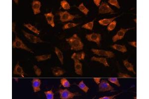 Immunofluorescence analysis of L929 cells using CYR61 Polyclonal Antibody at dilution of 1:100. (CYR61 anticorps)