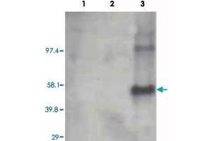 Western blot using Cyp1a2 monoclonal antibody, clone, 3B8C1  on recombinant CYP1B1 (lane 1), CYP1A1 (lane 2) and Cyp1a2 (lane 3) (0. (CYP1A2 anticorps)