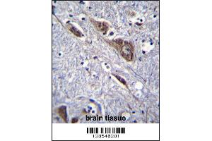 ELAVL2 Antibody immunohistochemistry analysis in formalin fixed and paraffin embedded human brain tissue followed by peroxidase conjugation of the secondary antibody and DAB staining. (ELAVL2 anticorps  (AA 156-184))