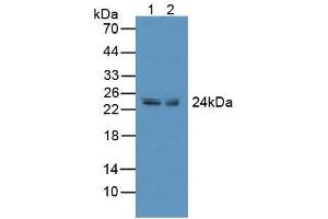 Figure. (CD137 anticorps  (AA 40-153))