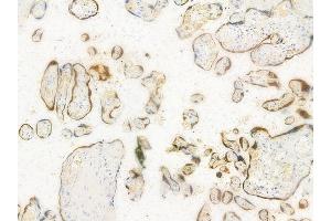 ABIN6265300 and ABIN6278251 at 1/100 staining human normal placenta tissue by IHC-P.