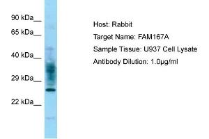 Host: Rabbit Target Name: FAM167A Sample Type: U937 Whole Cell lysates Antibody Dilution: 1. (FAM167A anticorps  (C-Term))