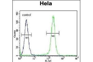 FNIP2 Antibody (C-term) (ABIN654611 and ABIN2844311) flow cytometric analysis of Hela cells (right histogram) compared to a negative control cell (left histogram). (FNIP2 anticorps  (C-Term))