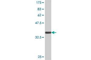 Western Blot detection against Immunogen (34.