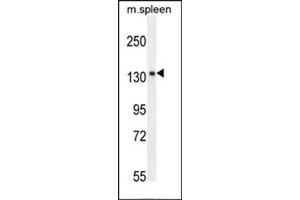 Western blot analysis of KIAA1199 Antibody (C-term) in mouse spleen tissue lysates (35ug/lane). (CEMIP anticorps  (C-Term))