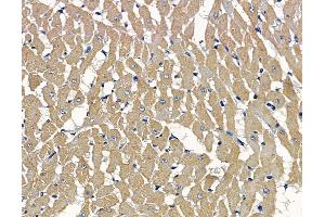 ABIN7097105 and ABIN7101172 at 1/100 staining rat heart tissue by IHC-P.