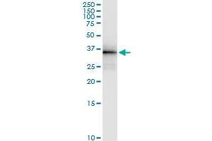 Immunoprecipitation of OLIG2 transfected lysate using anti-OLIG2 MaxPab rabbit polyclonal antibody and Protein A Magnetic Bead , and immunoblotted with OLIG2 purified MaxPab mouse polyclonal antibody (B01P) .