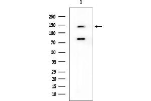 anti-Mitogen-Activated Protein Kinase Kinase Kinase Kinase 4 (MAP4K4) (Internal Region) antibody