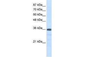 U1SNRNPBP antibody used at 2. (SNRNP35 anticorps  (N-Term))
