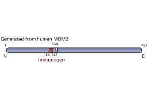 Image no. 2 for anti-Mdm2, p53 E3 Ubiquitin Protein Ligase Homolog (Mouse) (MDM2) (AA 154-167) antibody (ABIN967511) (MDM2 anticorps  (AA 154-167))