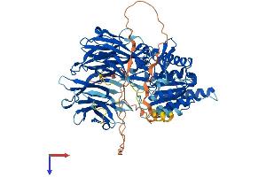 AlphaFold protein structure predicition of Human Recombinant PREPL Protein, UniprotID Q4J6C6