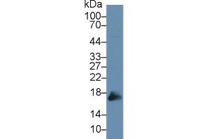 Detection of PRDX5 in Mouse Lung lysate using Polyclonal Antibody to Peroxiredoxin 5 (PRDX5)