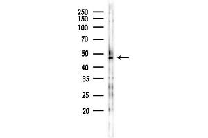 Western blot analysis of lysates from RAW264.