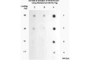 A. (His Tag anticorps)