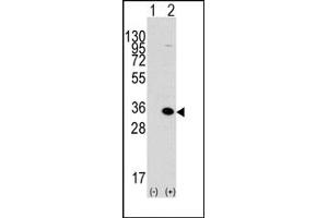 Image no. 1 for anti-Methyl-CpG Binding Domain Protein 3 (MBD3) (C-Term) antibody (ABIN356576) (MBD3 anticorps  (C-Term))