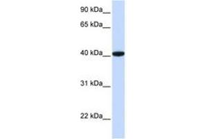 Image no. 1 for anti-General Transcription Factor IIB (GTF2B) (AA 36-85) antibody (ABIN6744416) (GTF2B anticorps  (AA 36-85))