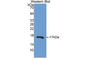 Western Blotting (WB) image for anti-Ribonuclease, RNase A Family, 13 (Non-Active) (RNASE13) (AA 20-156) antibody (ABIN3201883) (RNASE13 anticorps  (AA 20-156))