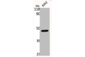Western Blot analysis of K562 cells using Bag-4 Polyclonal Antibody (BAG4 anticorps  (C-Term))