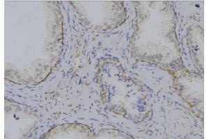 ABIN6269205 at 1/100 staining Mouse testis tissue by IHC-P. (SHC1 anticorps)