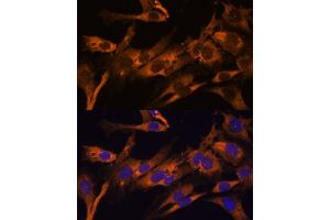 Immunofluorescence analysis of C6 cells using RPL36AL Polyclonal Antibody (ABIN7270007) at dilution of 1:100 (40x lens). (RPL36AL anticorps  (AA 1-106))