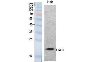 Western Blotting (WB) image for anti-Glia Maturation Factor, beta (GMFB) (Internal Region) antibody (ABIN3181057)