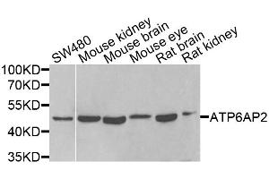 Western blot analysis of extracts of various cell lines, using ATP6AP2 antibody. (ATP6AP2 anticorps)
