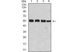 Western blot analysis using BIN1 mouse mAb against Hela (1), C2C12 (2), A431 (3), and HEK293 (4) cell lysate.