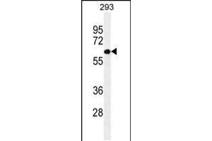 Western blot analysis in 293 cell line lysates (35ug/lane). (PATL2 anticorps  (AA 168-196))