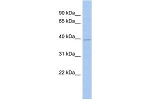 WB Suggested Anti-FLJ33790 Antibody Titration: 0. (FLJ33790 (N-Term) anticorps)