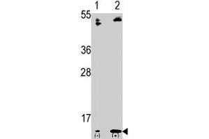 Western blot analysis of FAU polyclonal antibody  in 293 cell line lysates transiently transfected with the FAU gene (2 ug/lane). (FAU anticorps  (C-Term))