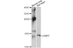 Western blot analysis of extracts of various cell lines, using CRIPT antibody (ABIN6291924) at 1:3000 dilution. (CRIPT anticorps)