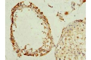 Immunohistochemistry of paraffin-embedded human testis tissue using ABIN7163912 at dilution of 1:100 (KCNRG anticorps  (AA 1-229))