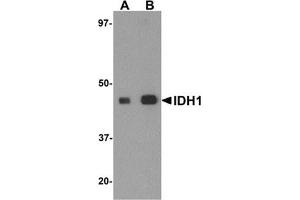 Western blot analysis of IDH1 in HepG2 cell lysate with IDH1 antibody at (A) 1 and (B) 2 μg/ml. (IDH2 anticorps  (C-Term))