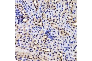 Immunohistochemistry of paraffin-embedded mouse kidney using GABPB1 Antibody. (GABPB1 anticorps  (AA 231-395))