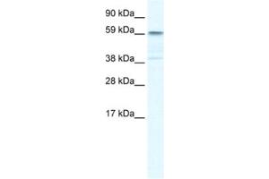 Western Blotting (WB) image for anti-Tripartite Motif Containing 41 (TRIM41) antibody (ABIN2460963) (TRIM41 anticorps)