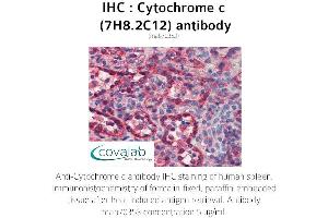 Image no. 2 for anti-Cytochrome C, Somatic (CYCS) antibody (ABIN5693541) (Cytochrome C anticorps)