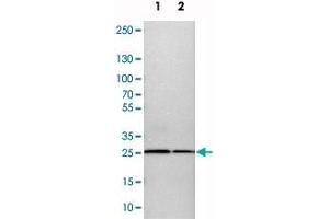 Western blot analysis of cell lysates with CALB2 polyclonal antibody  at 1:250-1:500 dilution. (Calretinin anticorps)