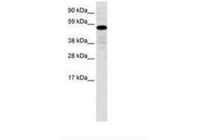 Image no. 1 for anti-Zinc Finger Protein 426 (ZNF426) (AA 70-119) antibody (ABIN6735954) (ZNF426 anticorps  (AA 70-119))
